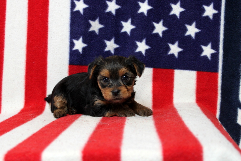 puppy, for, sale, Yorkshire Terrier, Matthew B. Stoltzfus, dog, breeder, Gap, PA, dog-breeder, puppy-for-sale, forsale, nearby, find, puppyfind, locator, puppylocator, aca